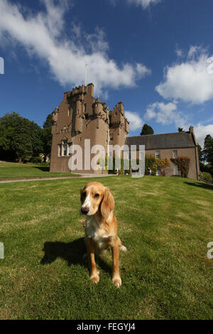 Cocker spaniel dog sitting beside Crathes castle in Royal Deeside, Aberdeenshire, Scotland, uk. Stock Photo