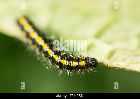 Scarlet tiger caterpillar (Callimorpha dominula). A hairy yellow and black larva in the family Erebidae, feeding on comfrey