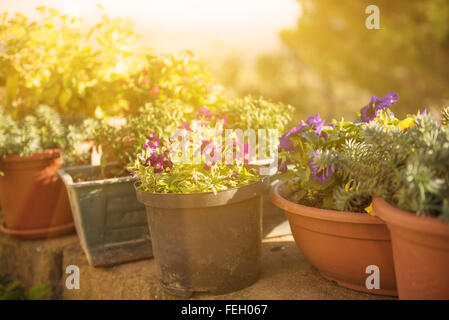 Vases with flowers in the Park Stock Photo