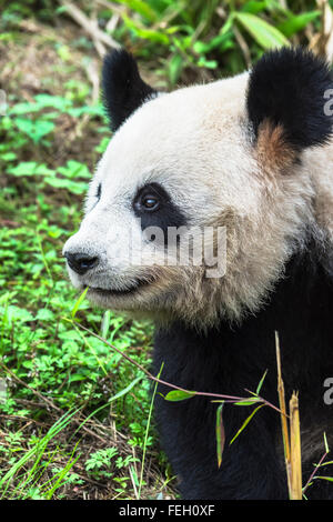 Giant Panda (Ailuropoda melanoleuca), China Conservation and Research Centre for the Giant Pandas, Chengdu, Sichuan, China Stock Photo