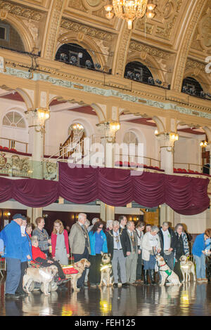 Blackpool,UK. 7th February 2016. news. The festival for working and assistance dogs gets under way in the Blackpool Winter Gardens. The event is well supported by councillors and the deputy major for Blackpool. The event is to show awareness and to help raise money for the different charities and groups using dogs for the benefits and help our four legged friends supply to mankind. From guide dogs to rescue and working dogs etc a whole host of different breeds demonstrating their skills they have will be shown during the afternoon.  Credit: Gary Telford/Alamy live news Stock Photo
