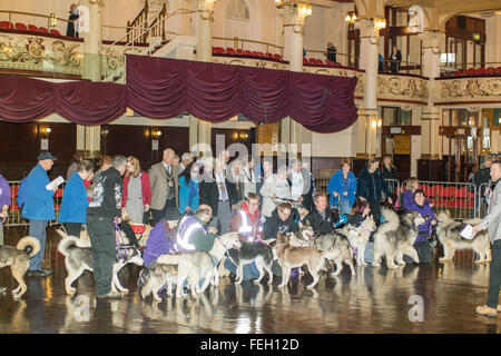 Blackpool,UK. 7th February 2016. news. The festival for working and assistance dogs gets under way in the Blackpool Winter Gardens. The event is well supported by councillors and the deputy major for Blackpool. The event is to show awareness and to help raise money for the different charities and groups using dogs for the benefits and help our four legged friends supply to mankind. From guide dogs to rescue and working dogs etc a whole host of different breeds demonstrating their skills they have will be shown during the afternoon.  Credit: Gary Telford/Alamy live news Stock Photo