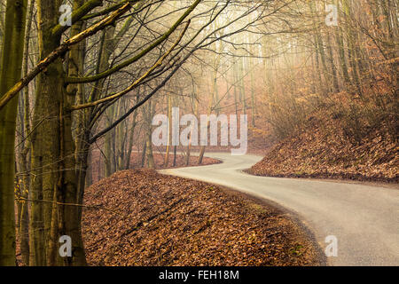 Empty road in forest during autumn with bright light shining through Stock Photo