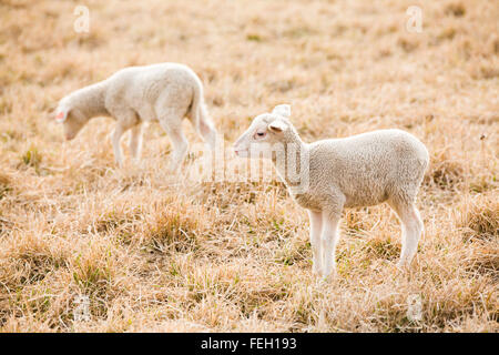 Two white lambs feeding on pasture, sunny day Stock Photo
