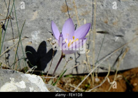 Wild crocus (crocus sativus) which produces saffron, growing at altitude. Navazuelo, Cordoba. Spain Stock Photo