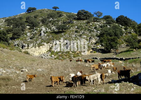 Cattle feeding on a high altitude farm. Navazuelo, Cordoba, Andalusia. Spain Stock Photo