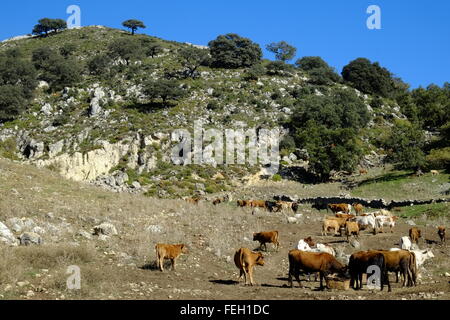 Cattle feeding on a high altitude farm. Navazuelo, Cordoba, Andalusia. Spain Stock Photo