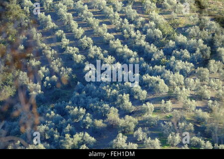 Olive groves under a late afternoon autumn sun. Carcabuey, Cordoba Province, Andalusia. Spain Stock Photo