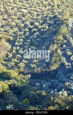 Olive groves under a late afternoon autumn sun. Carcabuey, Cordoba Province, Andalusia. Spain Stock Photo