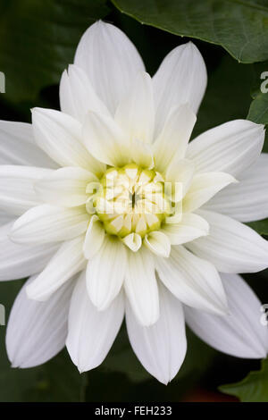 Dahlia 'Mayo' growing in an herbaceous border. Stock Photo