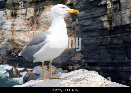 Seagull on cliff Stock Photo