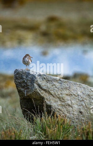 A spotted sandpiper (Actitis macularia) perched perfectly on a rock in Glacier Bay National Park, Alaska, USA. Stock Photo