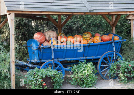 Pumpkins of different kinds on a blue traditional wagon under a roof as display in Wroclaw Zoo, Poland Stock Photo