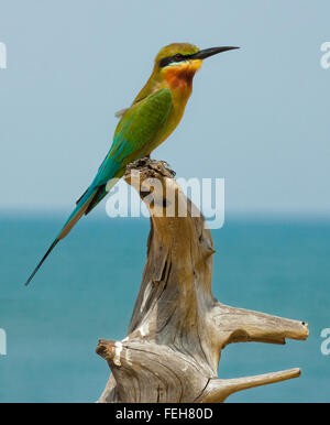 Blue-tailed bee-eater in Sri Lanka, perching on dead tree with Indian Ocean in background Stock Photo