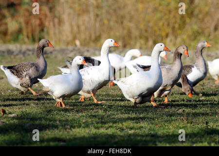 Flock of goose looking runs around on poultry farm Stock Photo