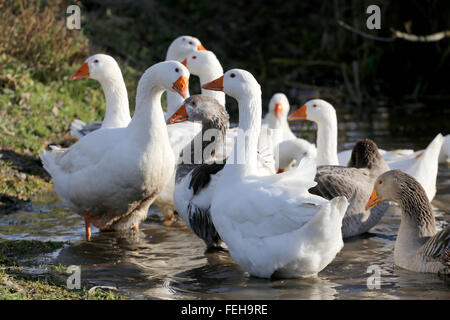 Group of white domestic geese swimming in a small lake on the poultry farm Stock Photo