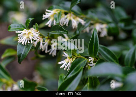 Sarcococca confusa. Christmas Box. Sweet Box. Stock Photo