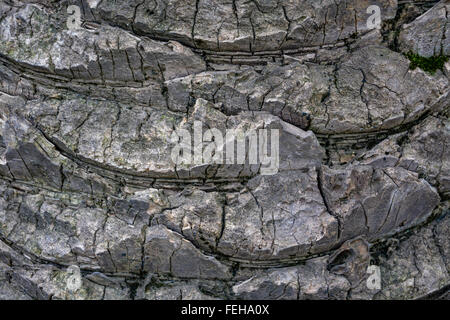 Unusual wooden texture, pattern - close up of palm tree trunk Stock Photo
