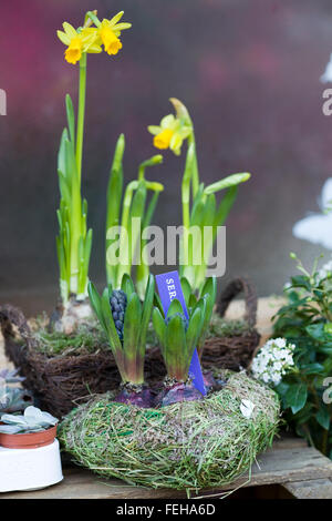 Narcissus assoanus. Miniature daffodil flowers Stock Photo
