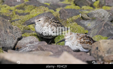 Dunlin roosting near Southerness lighthouse, Dumfries and Galloway, UK Stock Photo