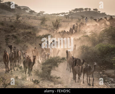 Camels on the way to Pushkar Mela at sunset, camel market, Pushkar, Rajasthan, India Stock Photo