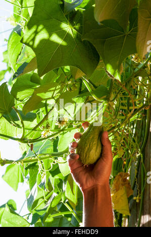 Christophine chayote plant and fruits Stock Photo