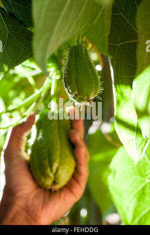 Christophine chayote plant and fruits Stock Photo