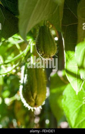 Christophine chayote plant and fruits Stock Photo