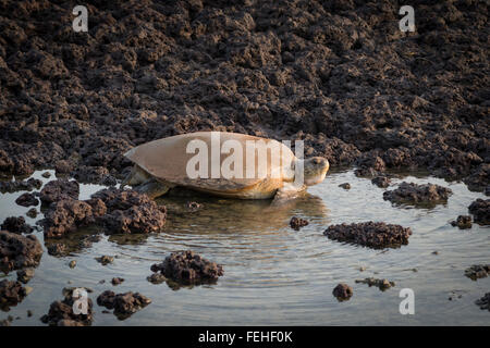 A Green Turtle hauling herself back towards the sea after laying eggs on shore of the Bijagos island of Poilao, Guinea Bissau Stock Photo