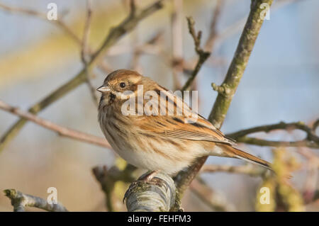 Reed Bunting in scrub at Castle Loch nature reserve, Lochmaben, Dumfries and Galloway, UK Stock Photo