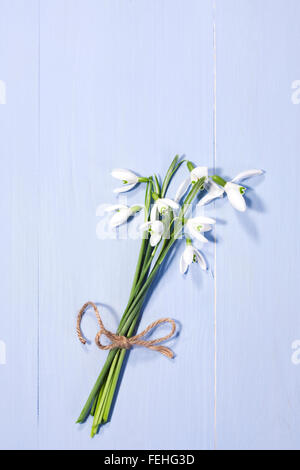 Galanthus nivalis. A bunch of snowdrops on a blue background. Stock Photo