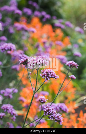 Verbena bonariensis in front of Crocosmia 'Ballerina flowers. Stock Photo