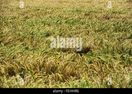 Wheat Triticum durum Stock Photo