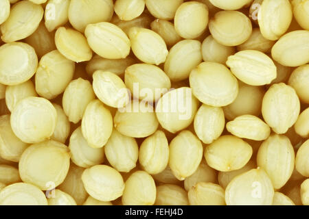 extreme macro of quinoa seeds (Chenopodium quinoa) Stock Photo