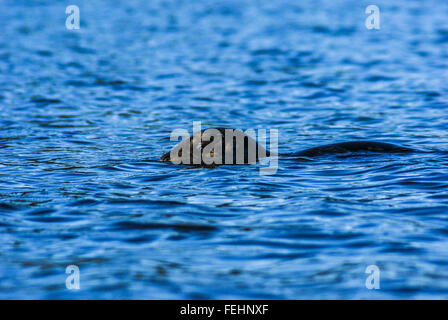 A harbor seal floats in the waters of Puget Sound, Washingon USA. Stock Photo