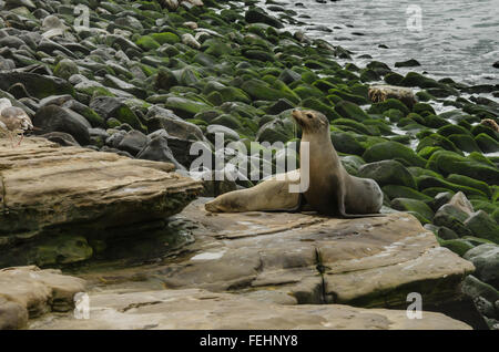 Attentive sea lion on rocks along the coast of Southern California Stock Photo