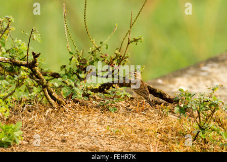 Tree Pipit (Anthus trivialis).Wild bird in a natural habitat. Stock Photo