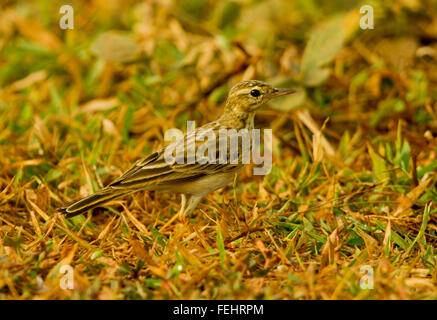 Tree Pipit (Anthus trivialis).Wild bird in a natural habitat. Stock Photo