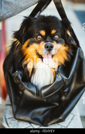 Mixed Breed Small Size Black And Brown Colors Dog Sitting In Carry Bag Stock Photo