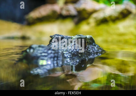 Crocodile's head peeking out of the water by half. Photographed close-up. Stock Photo