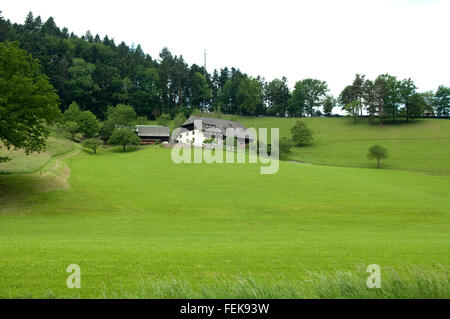 Alm, Wiesen, Schwarzwald Stock Photo