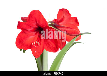 Bright Red Amaryllis pot Plant in full bloom. Stock Photo
