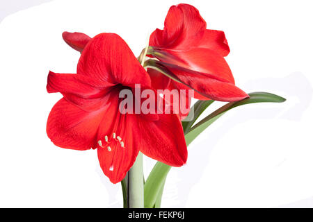 Bright Red Amaryllis pot Plant in full bloom. Stock Photo