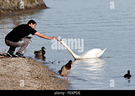 Syrian man feeding white Swan (Cygnus olor) on lake, Chiemsee, Upper Bavaria, Germany, Europe. Stock Photo