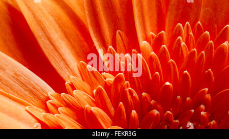 Macro Photo Of Orange Red Gerbera Flower CloseUp Detail Petals Background Stock Photo
