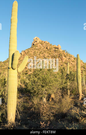 Cacti in Arizona's Desert Stock Photo