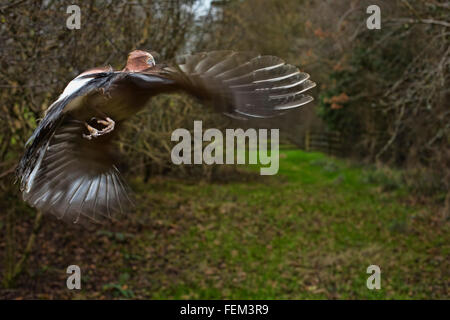 Eurasian Jay (Garrulus glandarius)  in flight Stock Photo