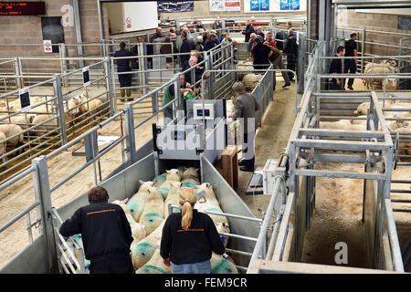 Sheep ready for auction wait in the pens, Kendal UK Stock Photo