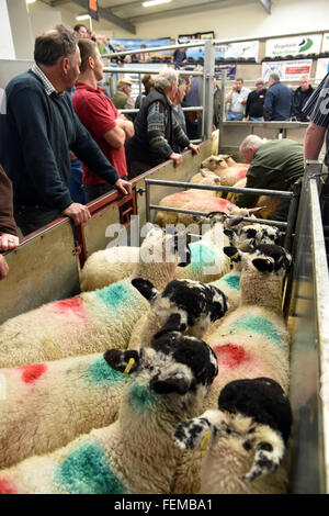 Sheep ready for auction wait in the pens, Kendal UK Stock Photo