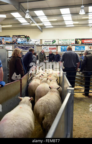 Sheep ready for auction wait in the pens, Kendal UK Stock Photo